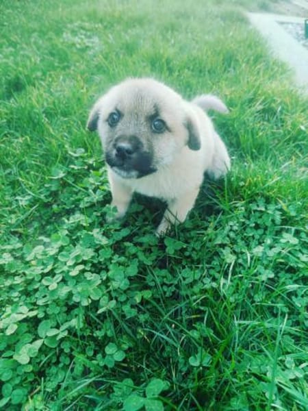 LUSI - Ein Hundekind sucht seine Mensche