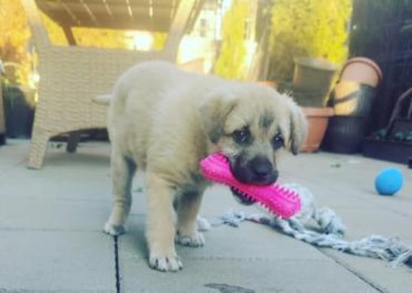 LUSI - Ein Hundekind sucht seine Mensche