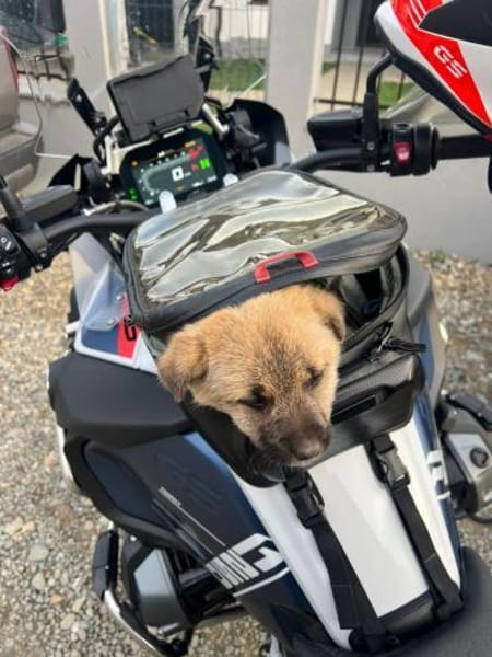 LUSI - Ein Hundekind sucht seine Mensche