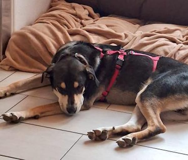 BUZZ JUNG, STARK UND VOLLER LIEBE