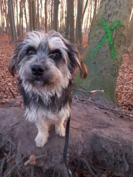 Mihai - kleiner Goldschatz