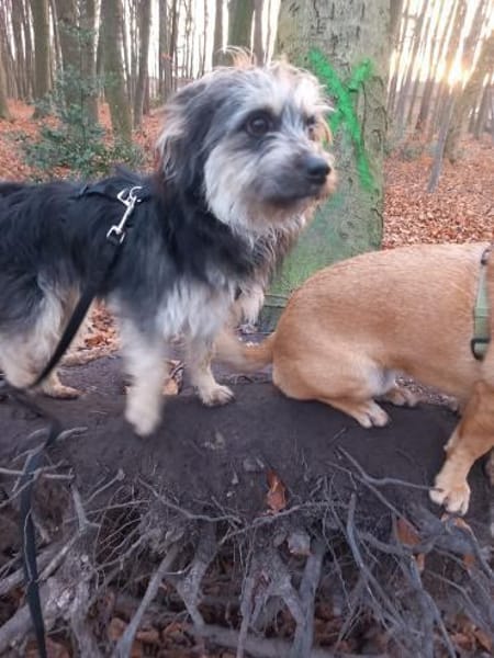 Mihai - kleiner Goldschatz