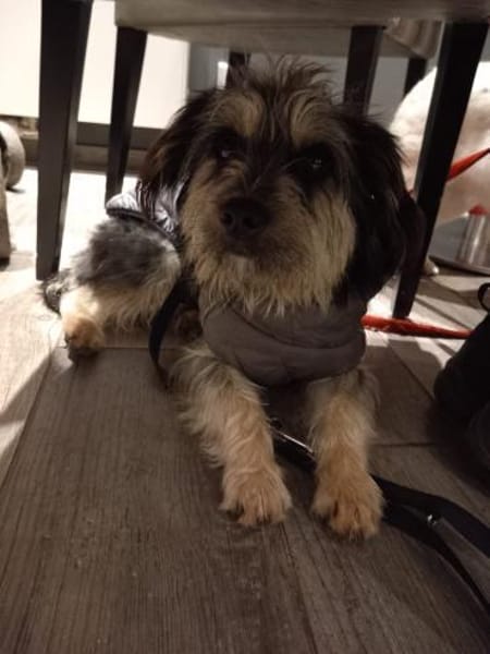 Mihai - kleiner Goldschatz