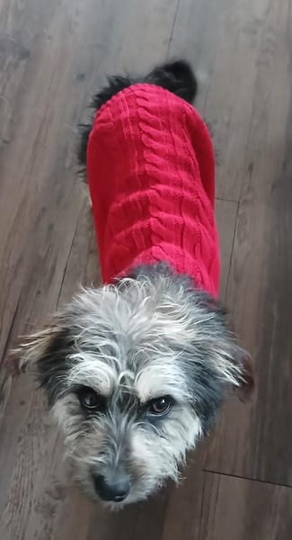 Mihai - kleiner Goldschatz