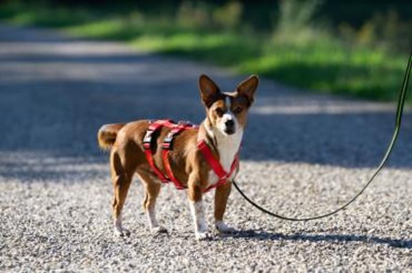 lustiges, kleines Kerlchen -Percy-