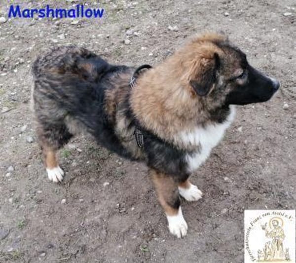 Marshmallow   mit dem schönen Gesicht