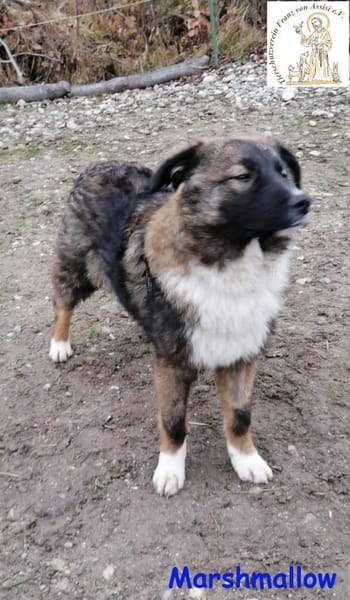 Marshmallow   mit dem schönen Gesicht