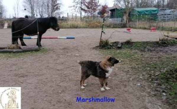 Marshmallow   mit dem schönen Gesicht