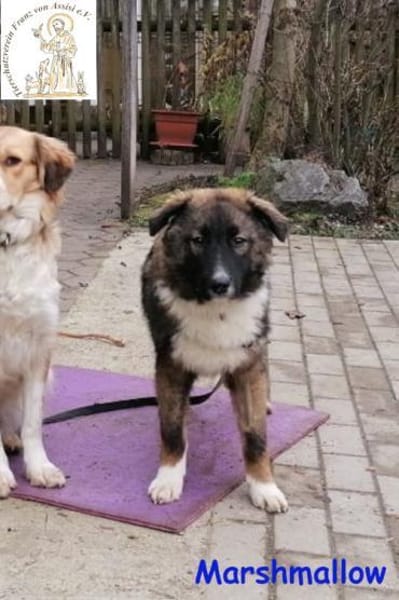 Marshmallow   mit dem schönen Gesicht