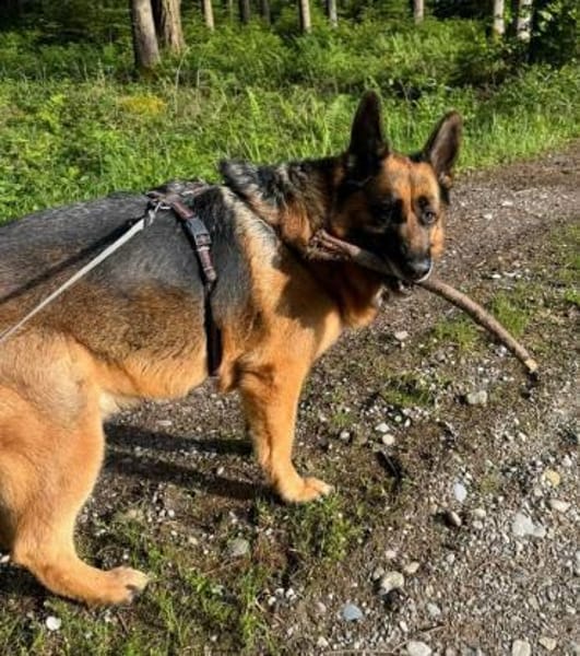 Maxl sucht dringend neues Zuhause