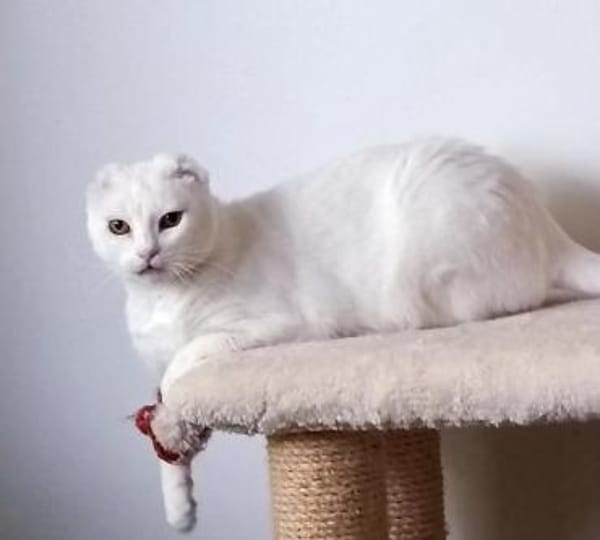 Nava sucht in Wohnungshaltung