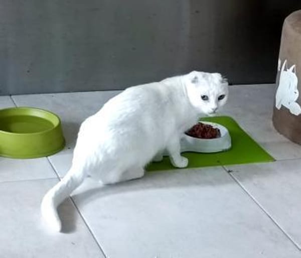 Nava sucht in Wohnungshaltung