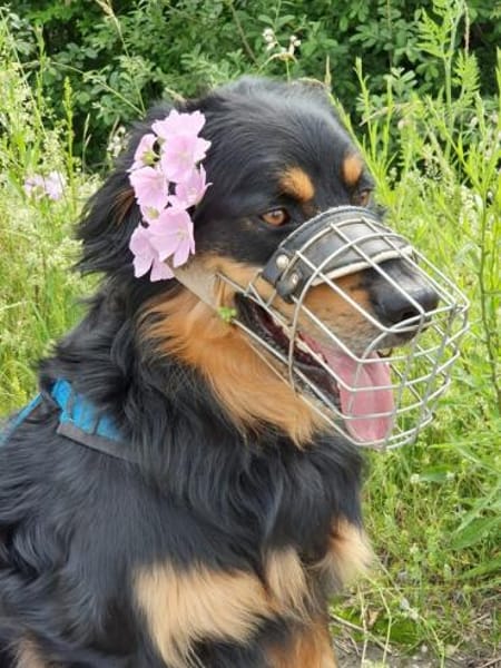 Marlowe, su. erfahrene Besitzer VIDEO