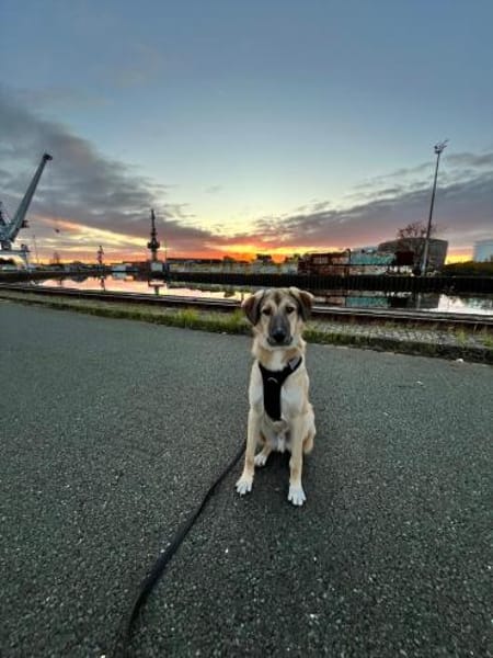 Miles - freundlicher, junger Rüde auf PS