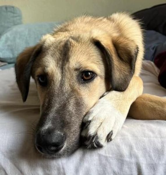 Miles - freundlicher, junger Rüde auf PS