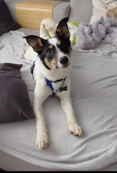 Traumhündin Triada auf Pflegestelle