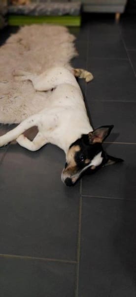 Traumhündin Triada auf Pflegestelle