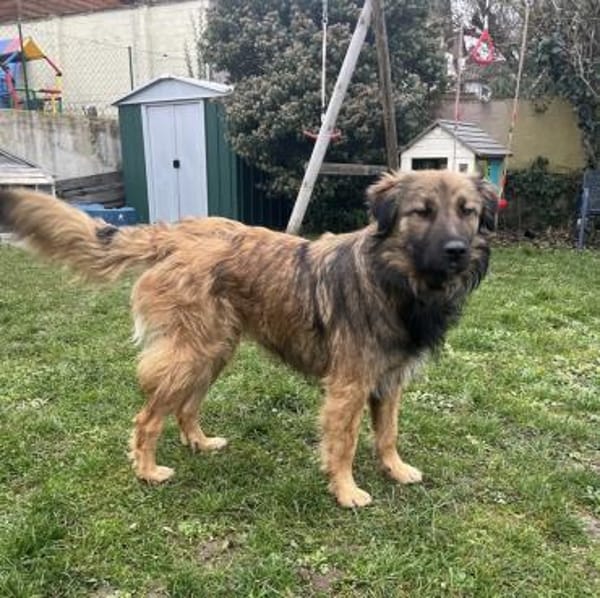 Juna - tollste und freundlichste Hündin