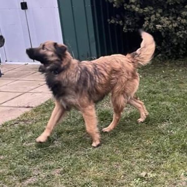 Juna - tollste und freundlichste Hündin