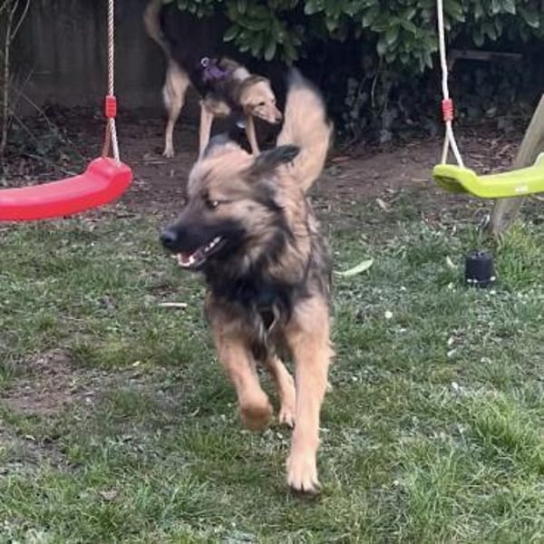 Juna - tollste und freundlichste Hündin