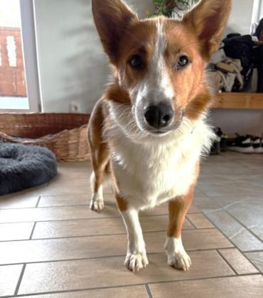 Pico auf PS in Traunreut