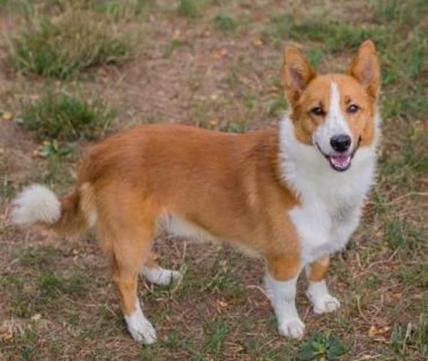 Pico auf PS in Traunreut