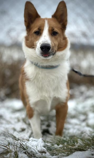 Pico auf PS in Traunreut