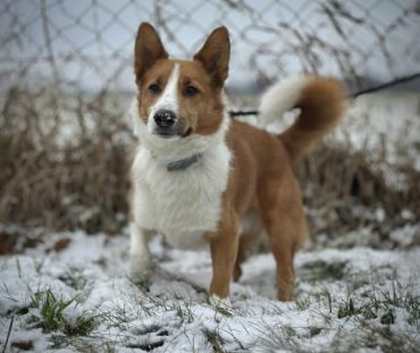 Pico auf PS in Traunreut