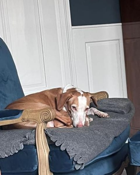 die hübsche Siva sucht ein Zuhause