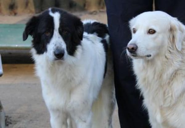 Almar auf Pflegestelle in Hessen