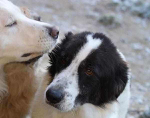 Almar auf Pflegestelle in Hessen