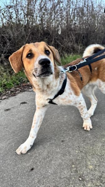 Ozzy - Lieber, junger Rüde sucht Zuhause