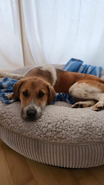 Ozzy - Lieber, junger Rüde sucht Zuhause