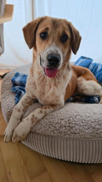 Ozzy - Lieber, junger Rüde sucht Zuhause