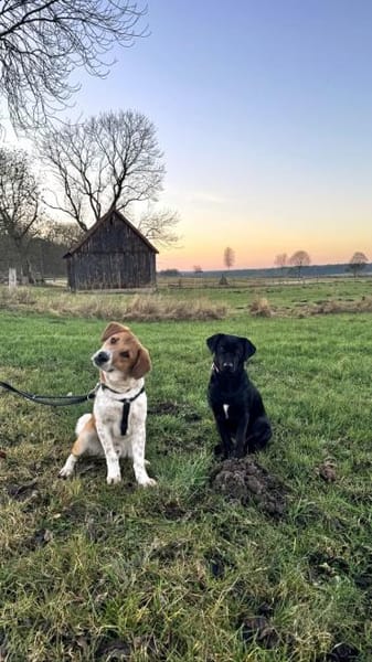 Ozzy - Lieber, junger Rüde sucht Zuhause