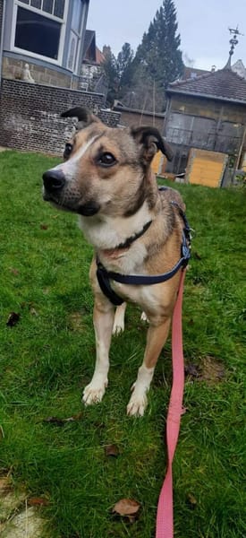 Amadeus ist so verkuschelt 🐾