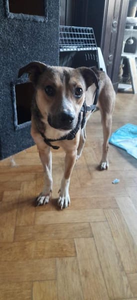 Amadeus ist so verkuschelt 🐾