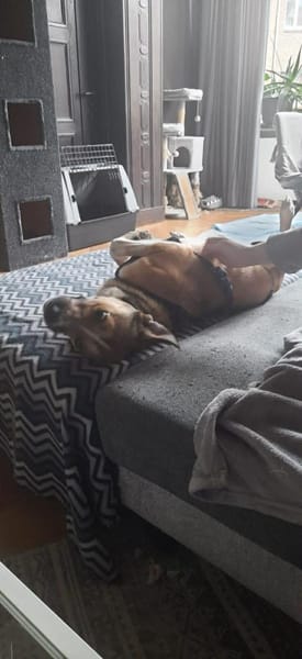 Amadeus ist so verkuschelt 🐾