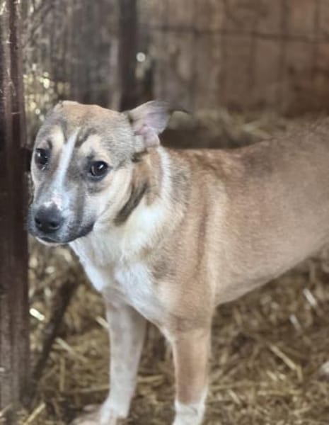 Amadeus ist so verkuschelt 🐾