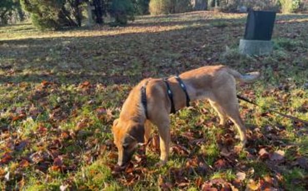 Lolly wartet schon auf dich