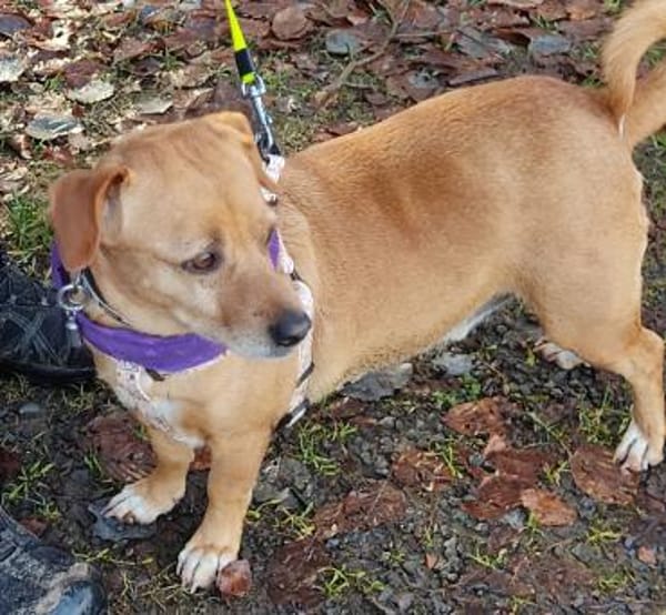 ALBU - ein perfekter Hund sucht sein 🍀