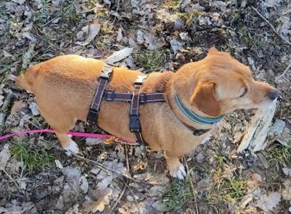 ALBU - ein perfekter Hund sucht sein 🍀