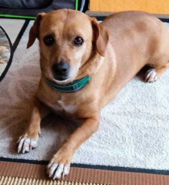 ALBU - ein perfekter Hund sucht sein 🍀