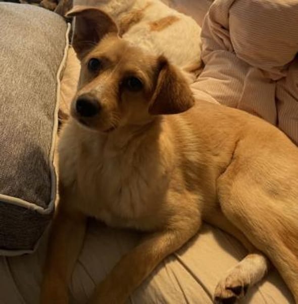 Yumi, geb. ca. 05/2025, 52066 Aachen