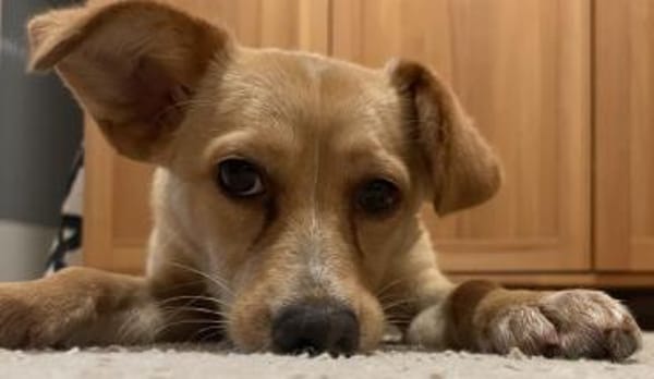 Yumi, geb. ca. 05/2025, 52066 Aachen