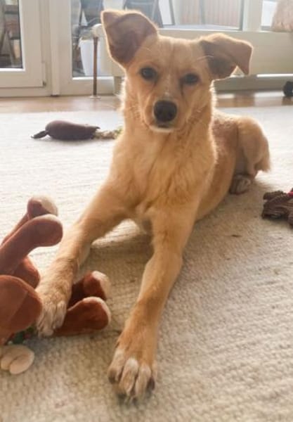 Yumi, geb. ca. 05/2025, 52066 Aachen