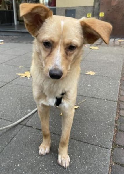 Yumi, geb. ca. 05/2025, 52066 Aachen