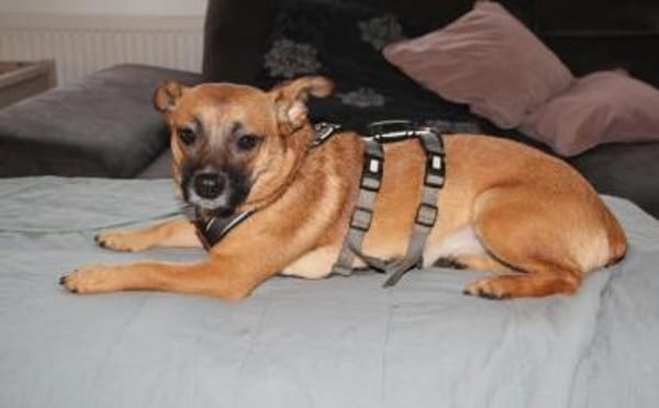 Kleine Nelly sucht sicheres Zuhause!