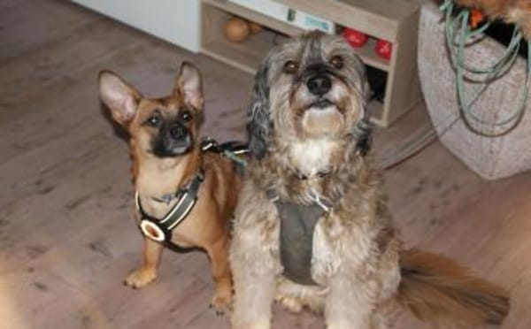 Kleine Nelly sucht sicheres Zuhause!