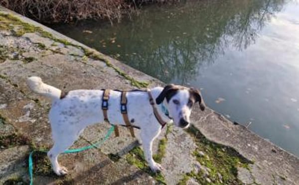 Mit Ozzy zieht gute Laune bei dir ein